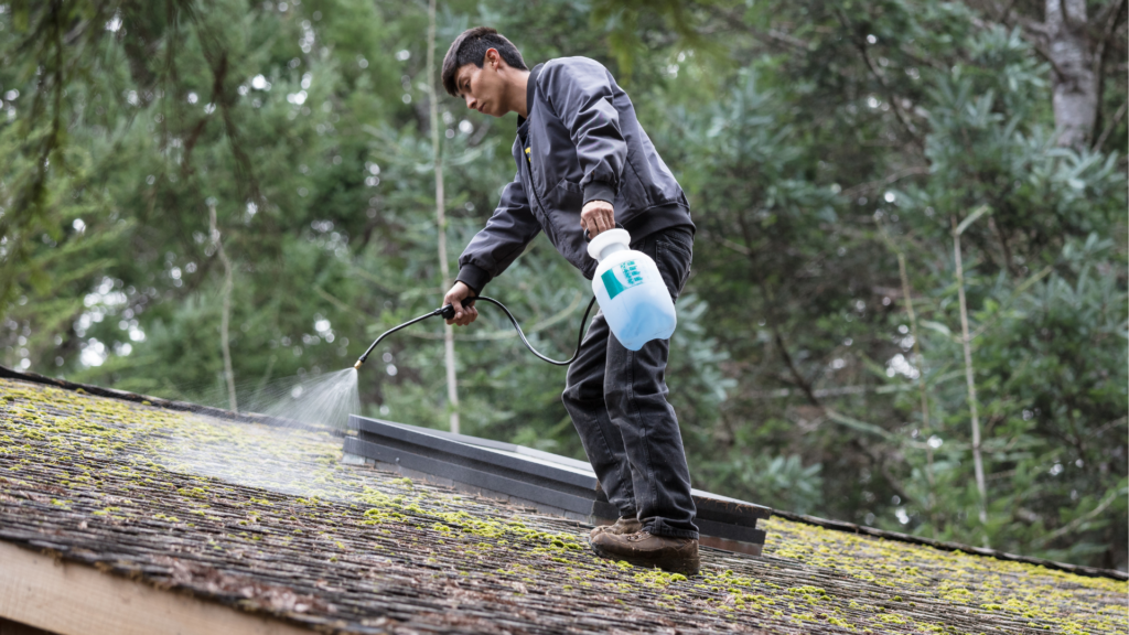 Roofer soft-washing a mossy roof